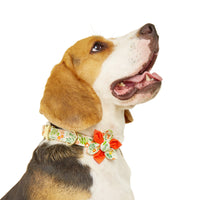 Lemon Zest Dog Collar