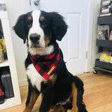 Dog Bandana - Buffalo Plaid Flannel